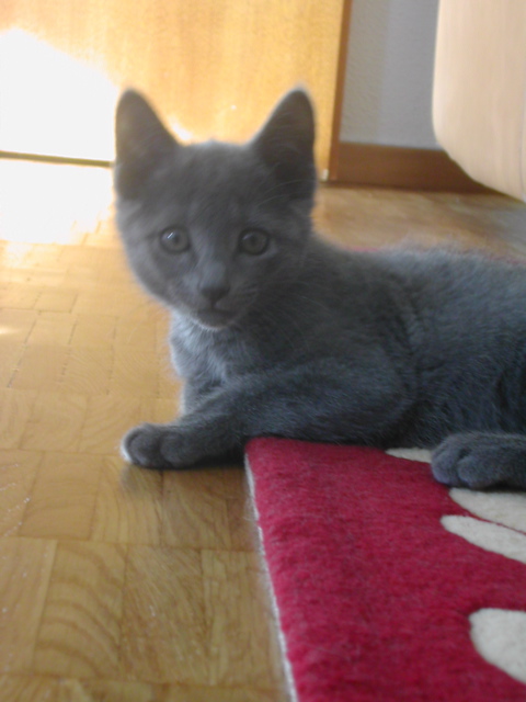 Mishka