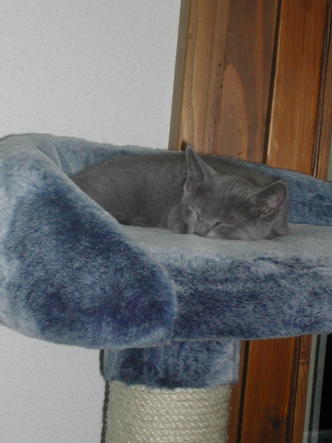Mishka
