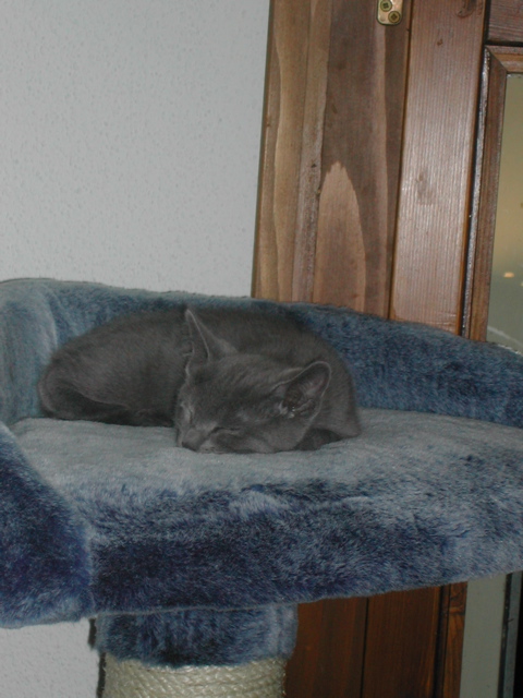 Mishka