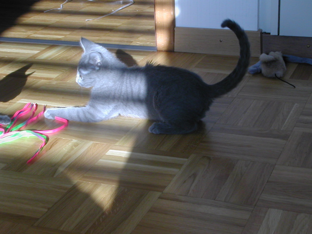 Mishka