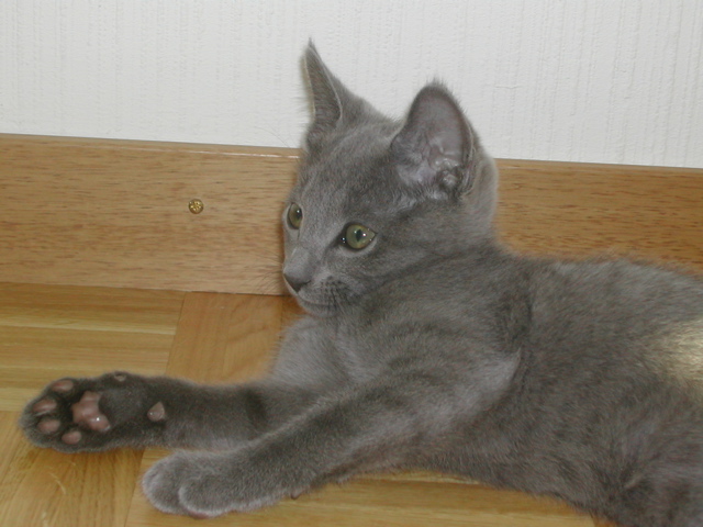 Mishka