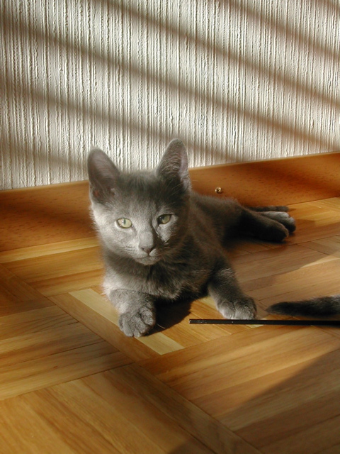 Mishka