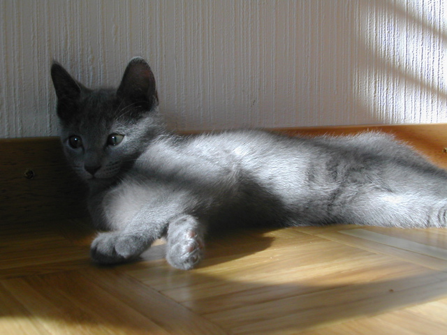 Mishka