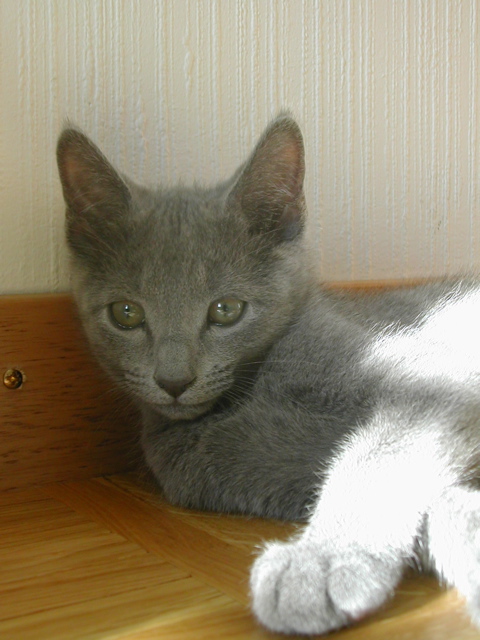 Mishka