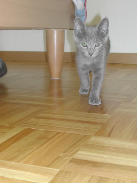 Mishka