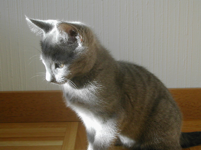 Mishka