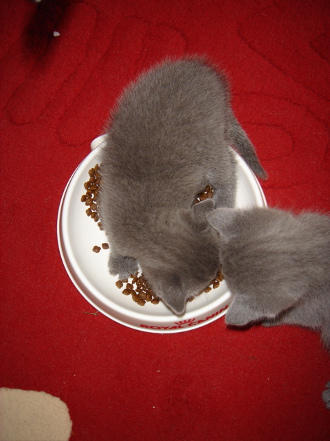 DSC01004.JPG
