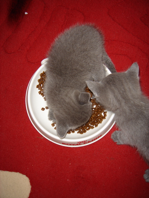 DSC01005.JPG