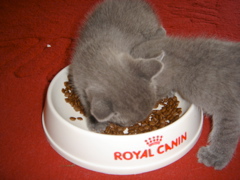 DSC01003.JPG