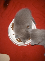 DSC01004.JPG