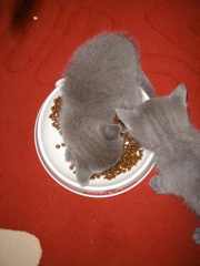 DSC01005.JPG