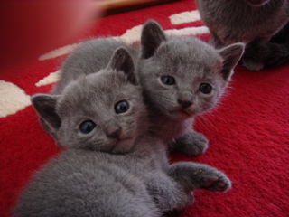 DSC00866.JPG