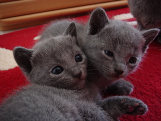 DSC00869.JPG