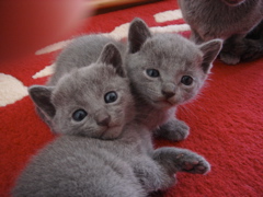 DSC00866.JPG
