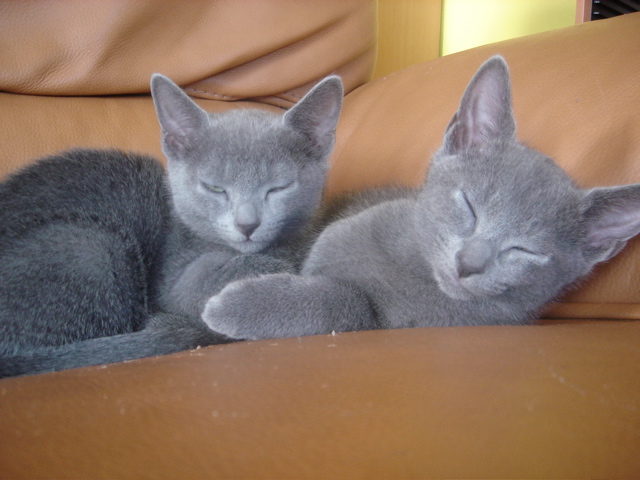 DSC02339.JPG