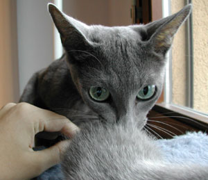 Photos: les chatons ont 10 jours