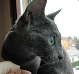 Photos: les chatons ont 10 jours