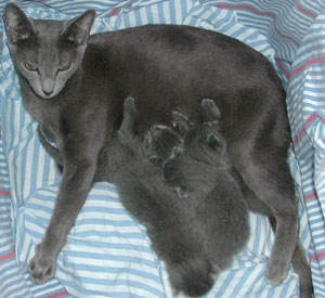 Photos: les chatons ont 10 jours