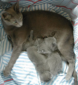 Photos: les chatons ont 10 jours