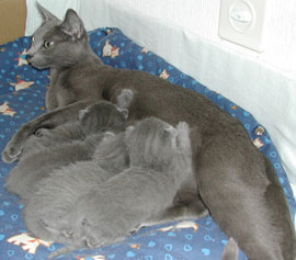 Photos: les chatons ont 11 jours