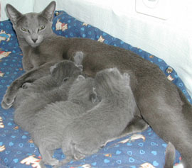 Photos: les chatons ont 11 jours