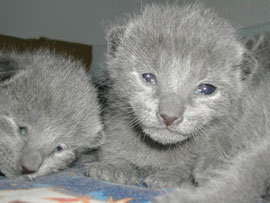 Photos: les chatons ont 11 jours