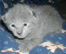 Photos: les chatons ont 11 jours