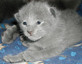 Photos: les chatons ont 11 jours