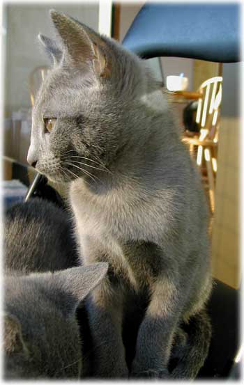Photos: les chatons ont 84 jours