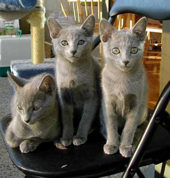 Photos: les chatons ont 84 jours
