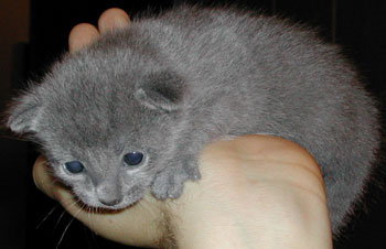 Photos: les chatons ont 15 jours
