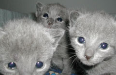 Photos: les chatons ont 17 jours