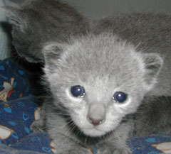 Photos: les chatons ont 17 jours