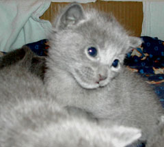 Photos: les chatons ont 17 jours