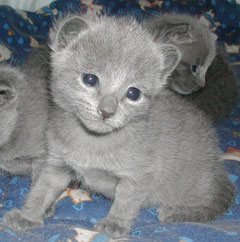 Photos: les chatons ont 17 jours