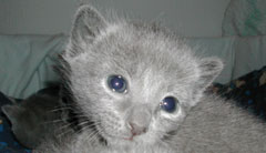 Photos: les chatons ont 17 jours