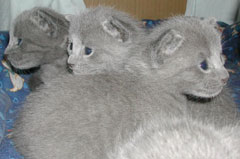 Photos: les chatons ont 17 jours