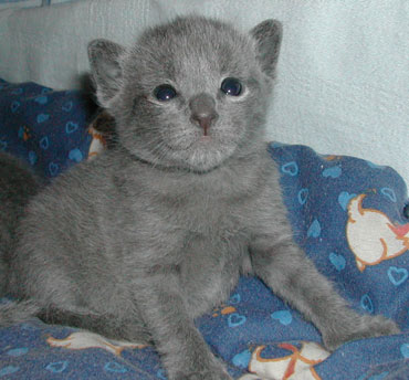 Photos: les chatons ont 19 jours