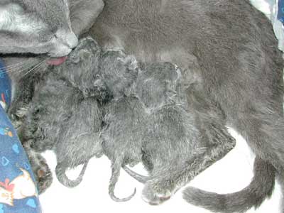 Les chatons ont 1 heure de vie...