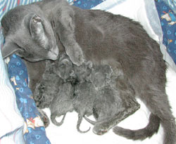 Les chatons ont 1 heure de vie...