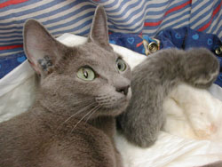 Les chatons ont 1 jour