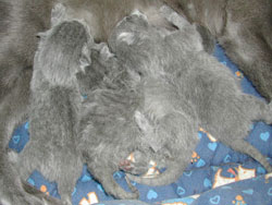 Les chatons ont 1 jour
