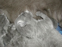 Les chatons ont 1 jour