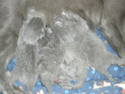 Les chatons ont 1 jour