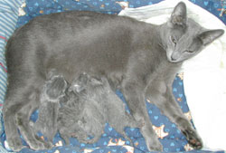 Les chatons ont 1 jour