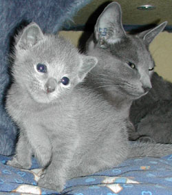 Photos: les chatons ont 20 jours