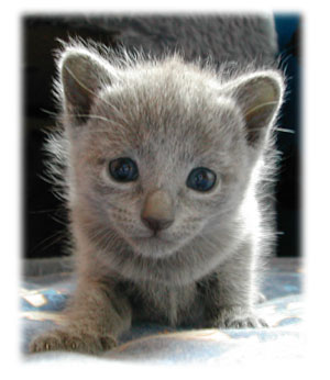 Photos: les chatons ont 22 jours