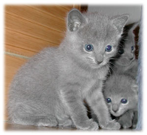 Photos: les chatons ont 26 jours