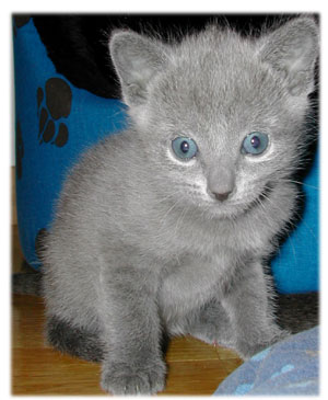 Photos: les chatons ont 26 jours