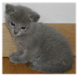 Photos: les chatons ont 26 jours